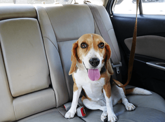 chien malade en voiture